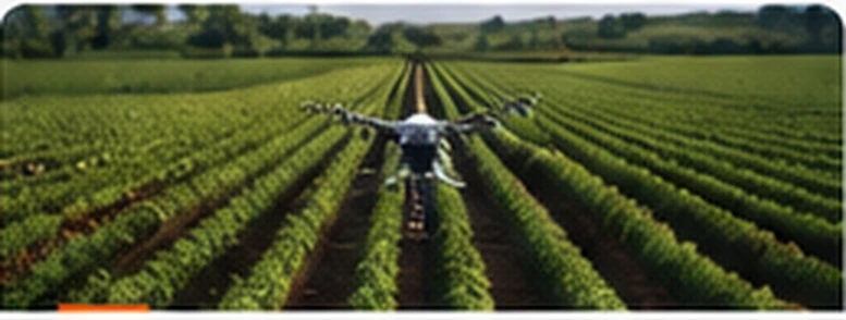 Cultivos agrícolas organizados en parcelas